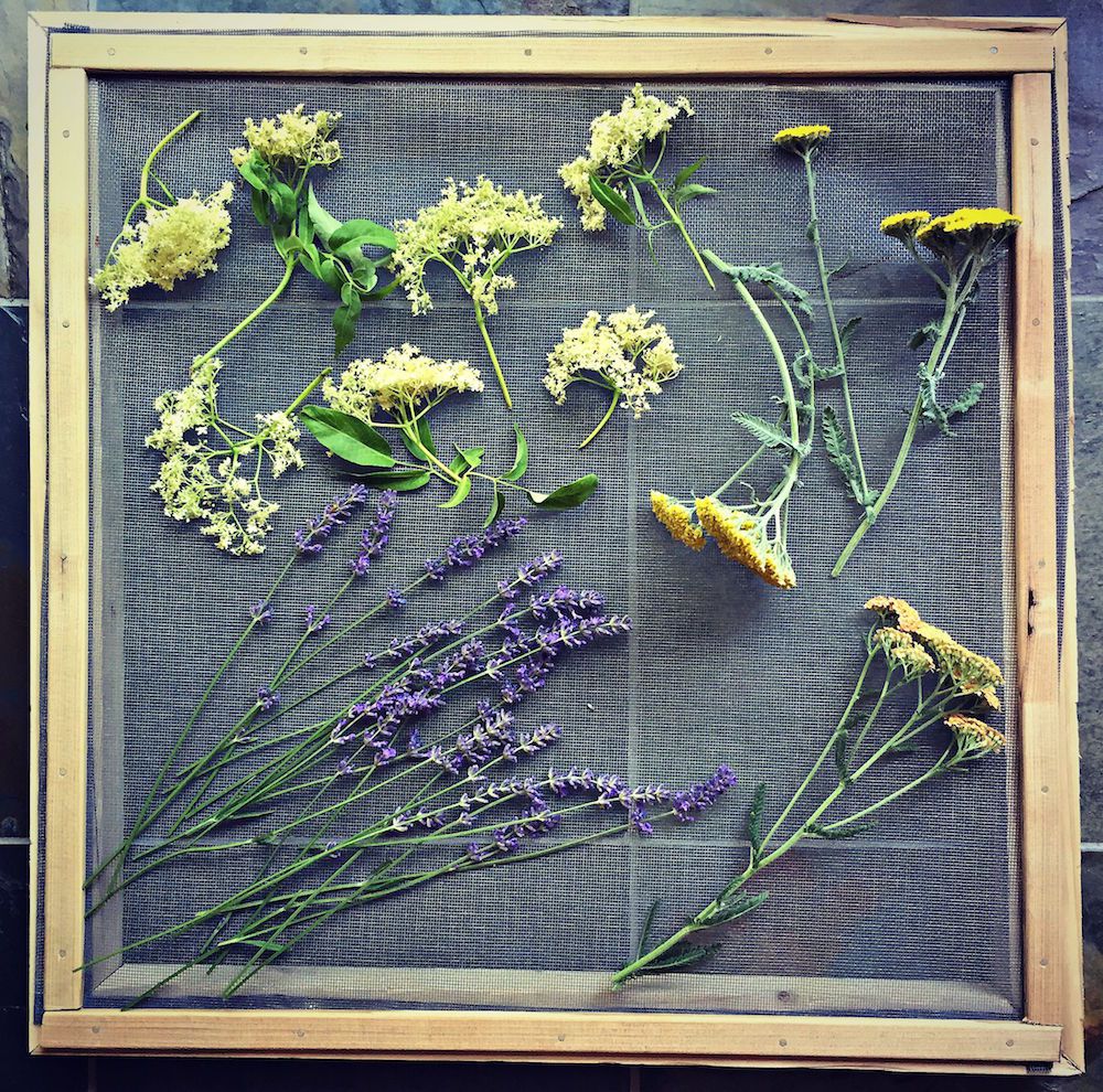 air drying herbs on a screen