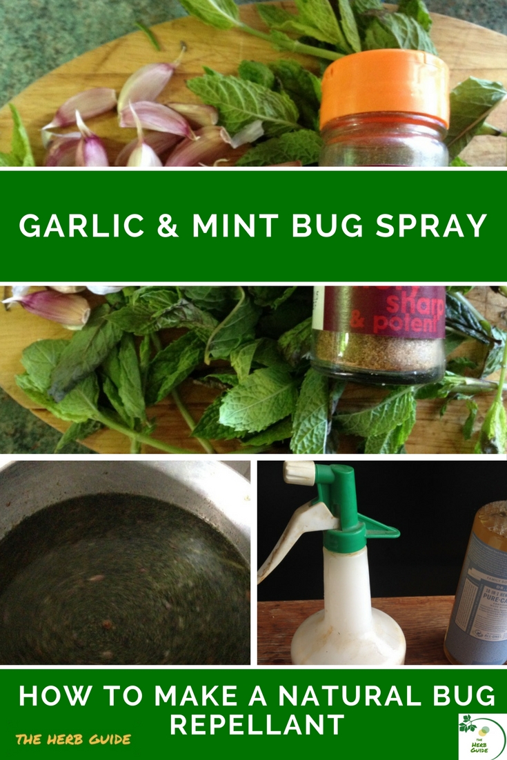 Garlic Mint Insect Spray