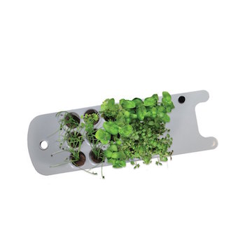 Aerogarden seedling