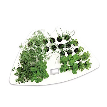 Aerogarden seedlings
