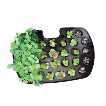Aerogarden seedling trays