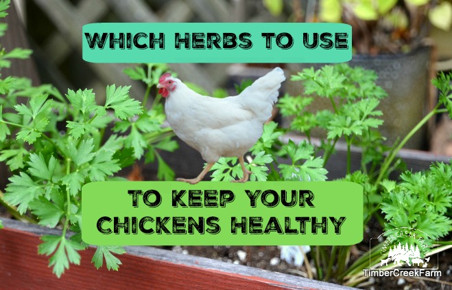 herbs to keep your chickens healthy