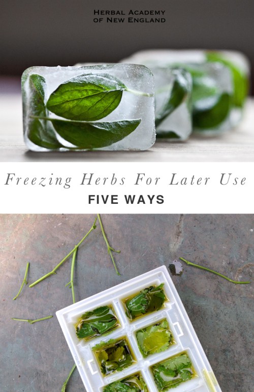 Different methods of freezing herbs