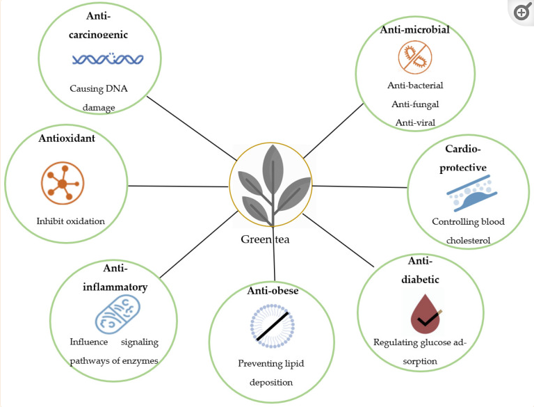 Green Tea Health Benefits Infographic Green Tea Health Benefits Infographic