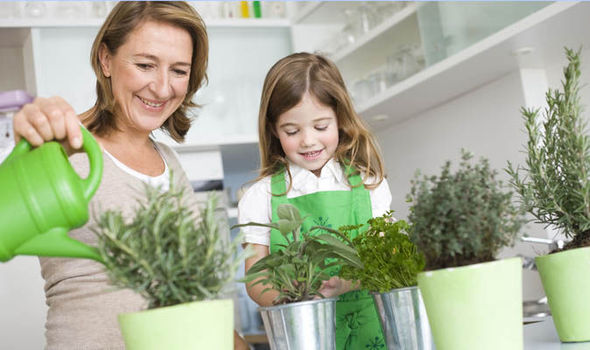 watering herb plants