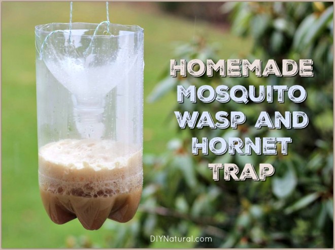 homemade mosquito and wasp trap