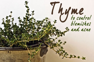 thyme plant