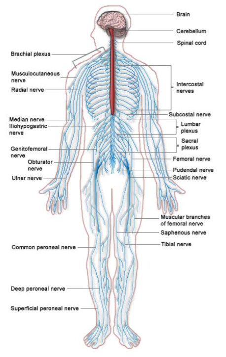diagram of human nervous system