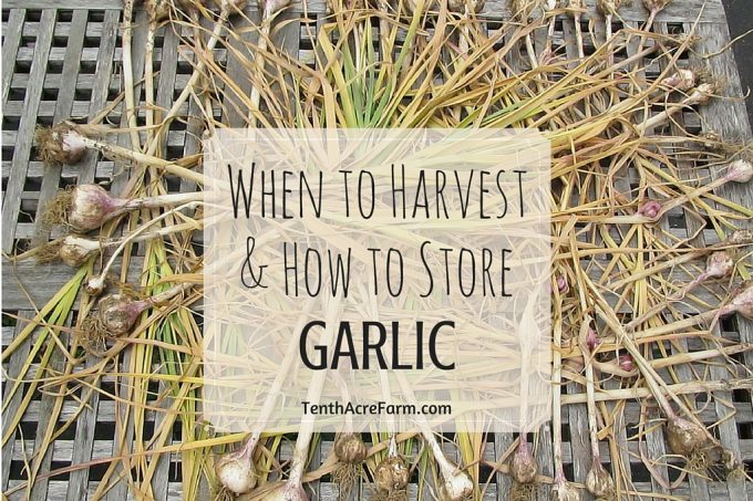 Harvesting and storing garlic