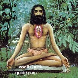 yogi in lotus position