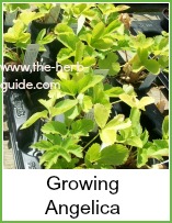 angelica growing in a pot