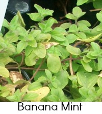 banana mint banana mint