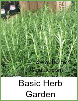 rosemary in a basic herb garden