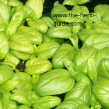 fresh basil leaves