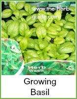 growing basil