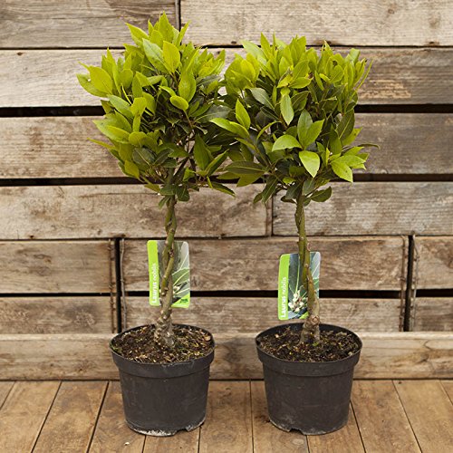 Bay Leaf Tree