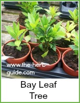 bay leaf cuttings in pots