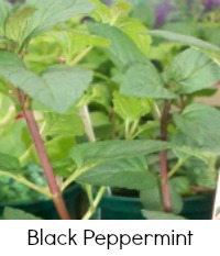 black peppermint black peppermint