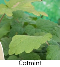 catmint