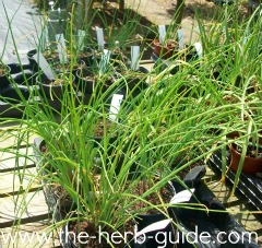 selection of green leaved herbs selection of green leaved herbs