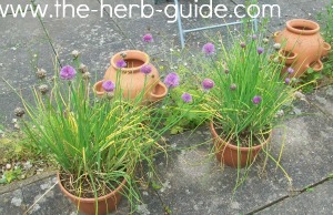 chives in pots