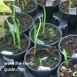 garlic growing in pots garlic growing in pots
