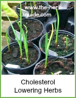 Garlic growing in pots