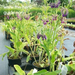 comfrey-250