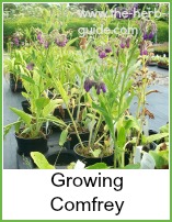 comfrey in flower