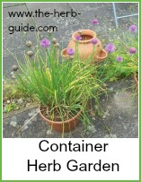 chives growing in containers