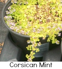 corsican mint corsican mint