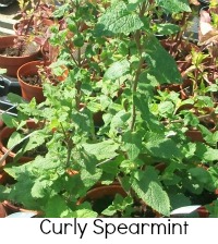 curly spearmint curly spearmint