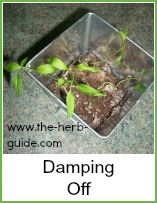 seedlings damping off