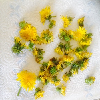 fresh dandelion flowers on kitchen roll fresh dandelion flowers on kitchen roll
