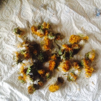 dried dandelion heads on kitchen roll dried dandelion heads on kitchen roll