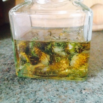 dandelion flowers in oil in a glass jar dandelion flowers in oil in a glass jar