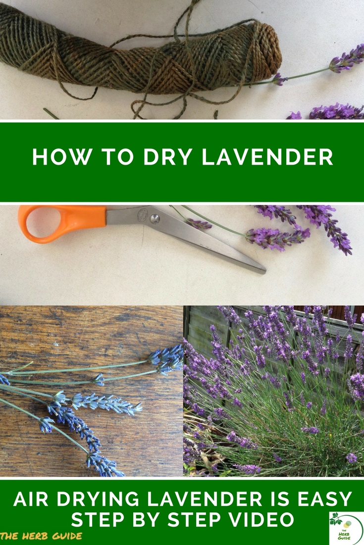 Drying Lavender
