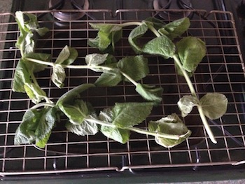 mint laid on drying grid for oven drying mint laid on drying grid for oven drying