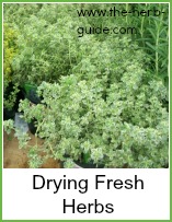 fresh herbs ready for drying