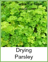 fresh parsley for drying