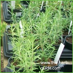 Rosemary growing in pots Rosemary growing in pots