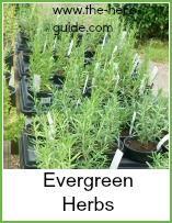 evergreen herbs