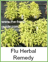 sage growing in pots