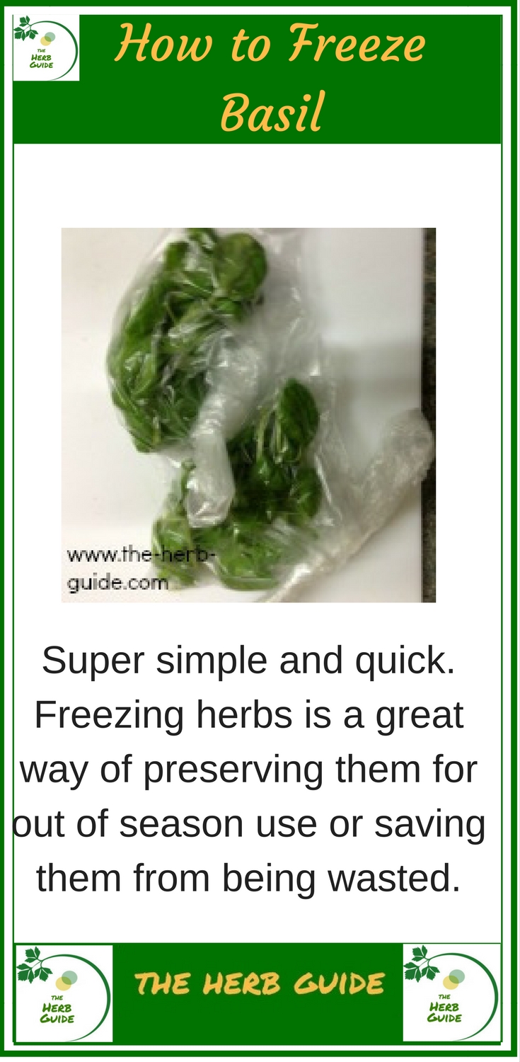freezing basil in poly bags freezing basil in poly bags