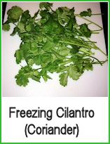 cilantro ready for freezing