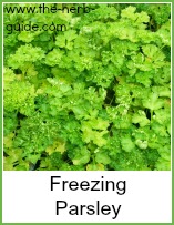 fresh parsley for freezing