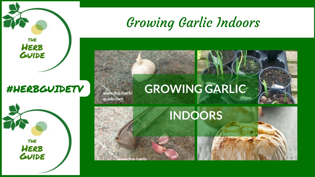 growing garlic indoors growing garlic indoors
