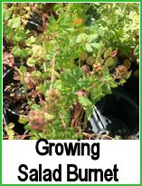 growing salad burnet