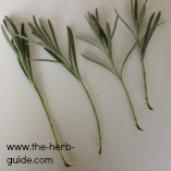 cuttings ready for propagation