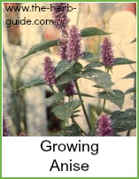 flowering anise plant